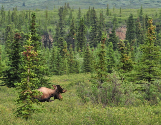 Photo of Moose - Denali National Park