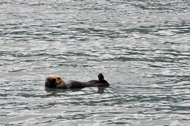 Photo of Sea Otter - Kenai Fjords National Park