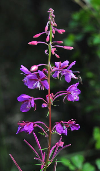 Photo of Wild Flower - Denali National Park