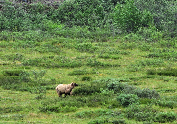 Photo of Bear - Denali National Park