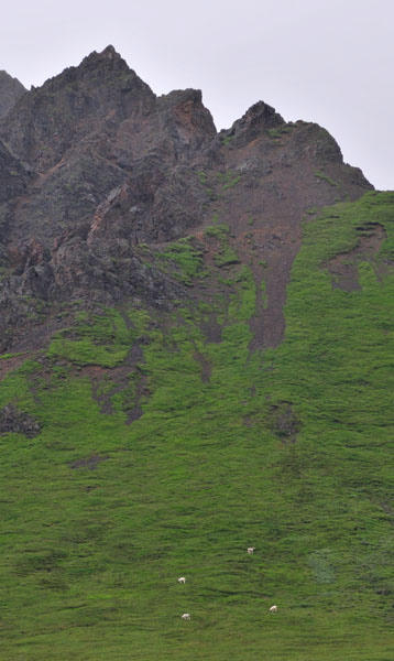 Photo of Mountain Goats - Denali National Park