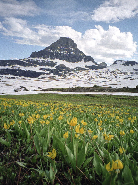 Glacier National Park - Logan Pass Wildflowers