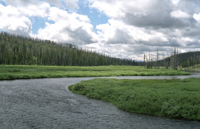 Yellowstone National Park - Meadow