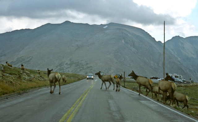 Rocky Mountain National Park Elk Crossing Road Photo