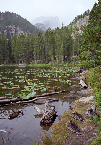 Rocky Mountain National Park Ducks at Nymph Lake Photo