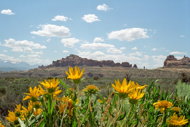 Arches National Park Wildflowers Photo