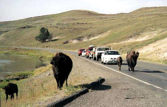 Yellowstone National Park Buffalo Traffic Jam Photo