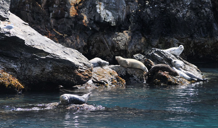 Photo of Sea Lions - Kenai Fjords National Park