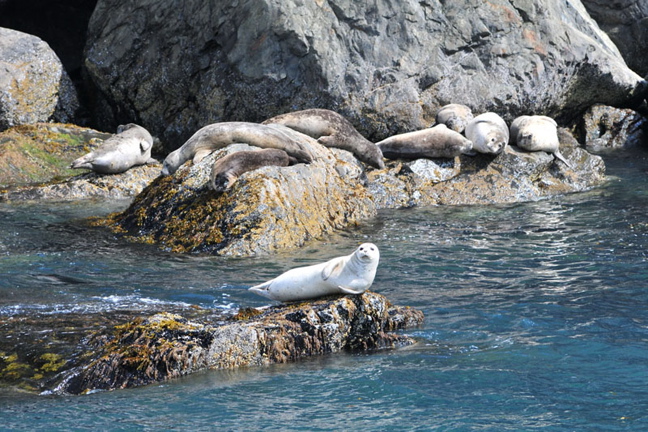 Photo of Sea Lions - Kenai Fjords National Park