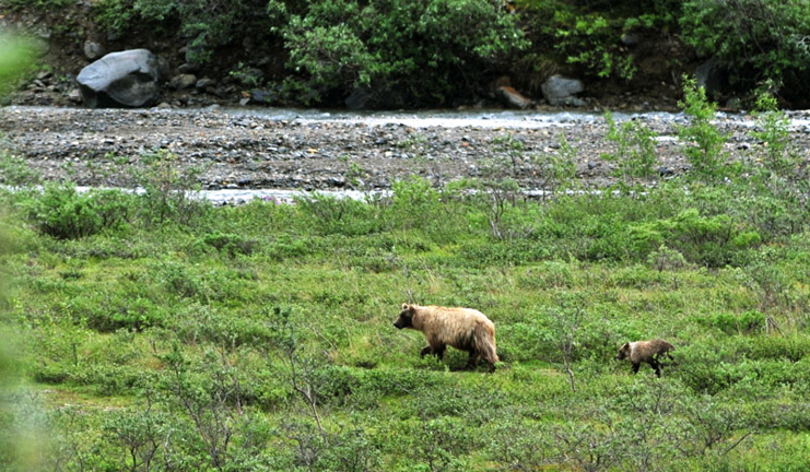 Photo of Bear & Cub - Denali National Park