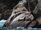 Sea Lions - Kenai Fjords NP