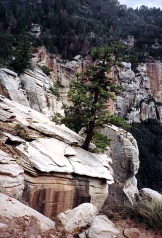 North Rim Grand Canyon - Tree