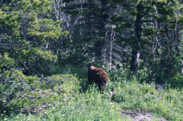 Glacier National Park - Bear Rear View