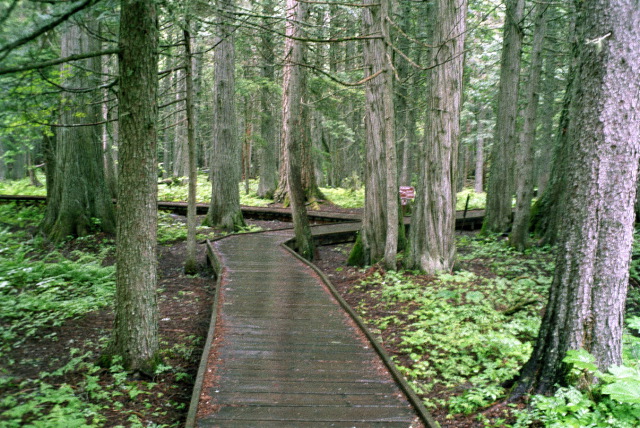 Glacier National Park - Trail Of The Cedars