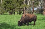 Yellowstone National Park - Buffalo