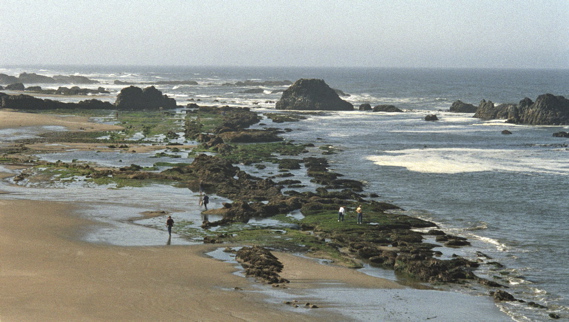 Yaquina Head