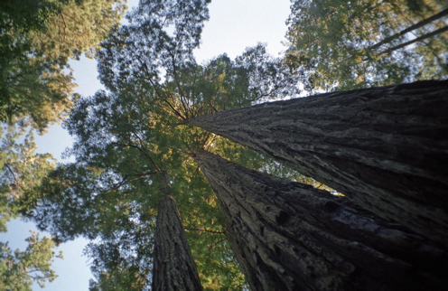 Lady Bird Johnson Grove