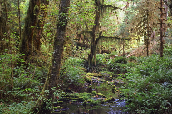 Hoh Rain Forest