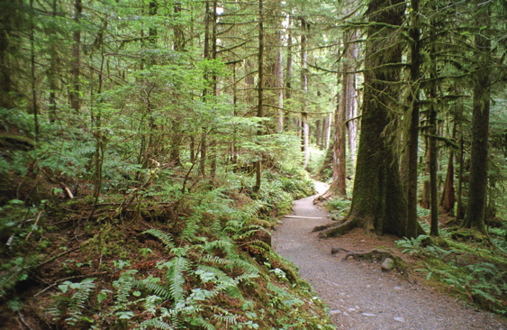 Sol Duc Trail