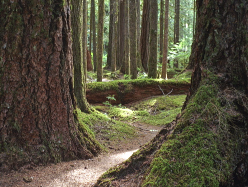 Old Growth Forest