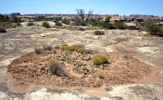 Canyonlands National Park Pothole Point Photo