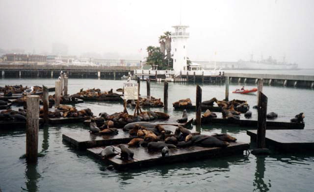 San Francisco Sea Lions Photo