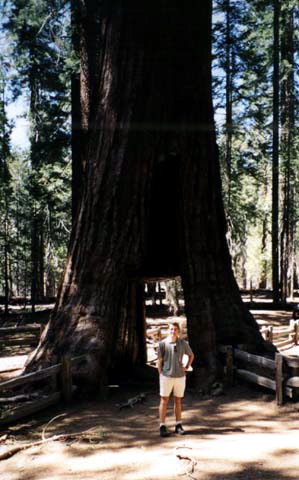 Yosemite National Park Mariposa Grove Tunnel Tree Photo