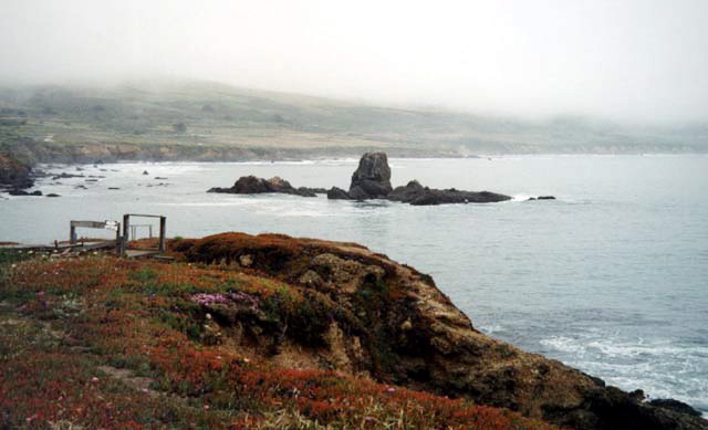 Pacific Coast Highway Wild Flowers Photo