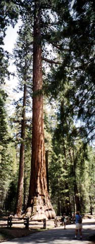 Yosemite National Park Mariposa Grove Giant Sequoia Photo