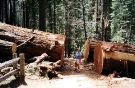 Mariposa Grove Fallen Sequoias