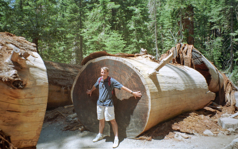Yosemite National Park Sequoia Tree Photo